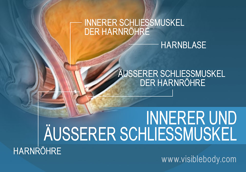 Innerer und äußerer Harnröhrenschließmuskel der Harnblase
