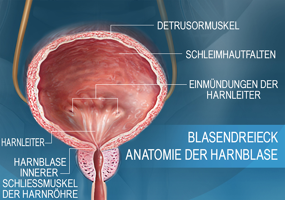 Die Anatomie der Harnblase im Querschnitt