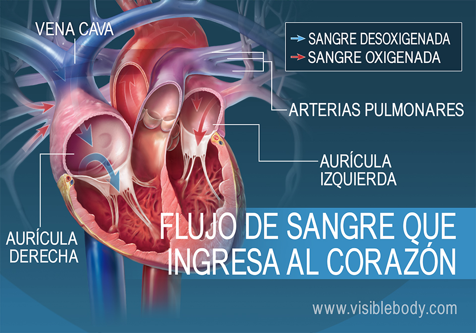 Implacable Músculo Ensayo Anatomia Del Corazon Y Sus Funciones
