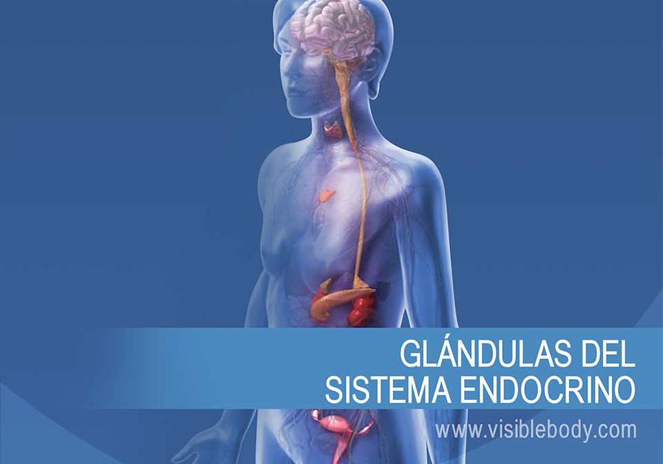 Sistema Endocrino Aprenda Anatomía 