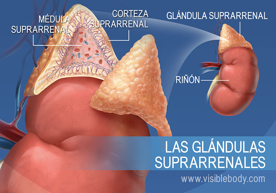 Diagrama de las glándulas suprarrenales, que muestra la médula suprarrenal, la corteza suprarrenal y el riñón