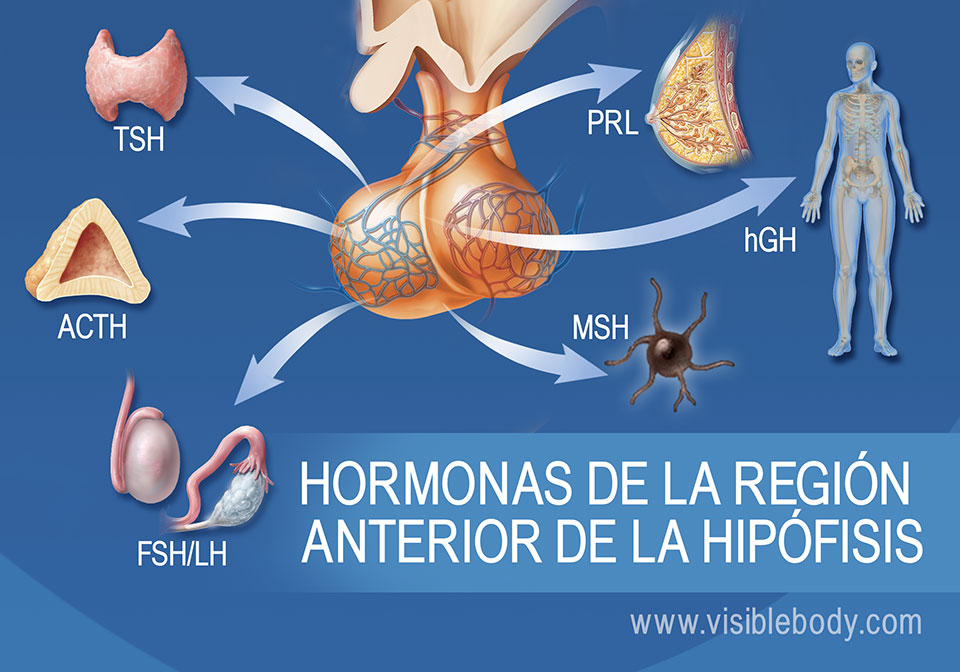 Diagrama de la glándula pituitaria y hormonas de la región anterior de la misma