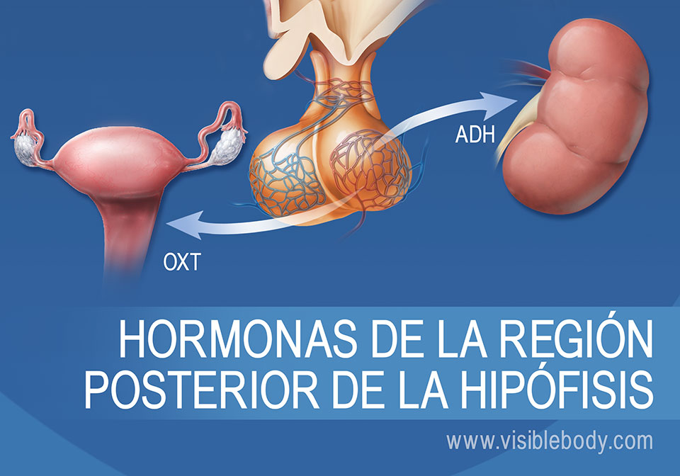 Diagrama de la glándula pituitaria y hormonas de la región posterior de la misma