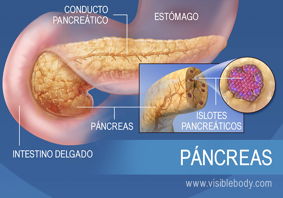 Diagrama del páncreas, que muestra el conducto pancreático, los islotes pancreáticos, el estómago y el intestino delgado