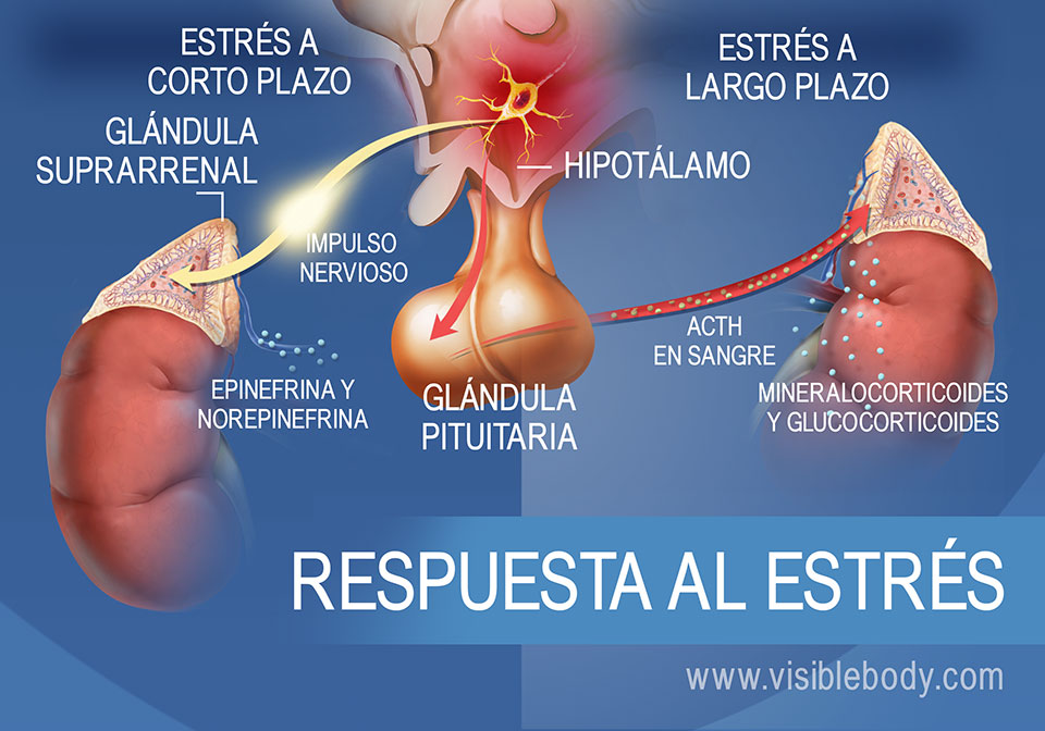 Diagrama de las hormonas que participan en la respuesta al estrés a corto plazo y a largo plazo, que muestra el hipotálamo, la hipófisis y las glándulas suprarrenales