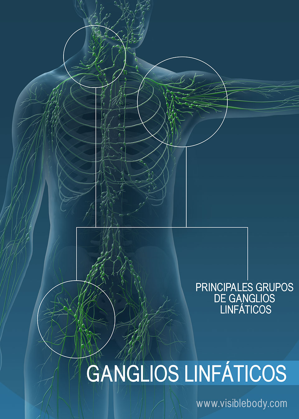 Perspectiva Cubo Garrapata Anatomia Linfatica Ordenar O Cualquiera Paleta