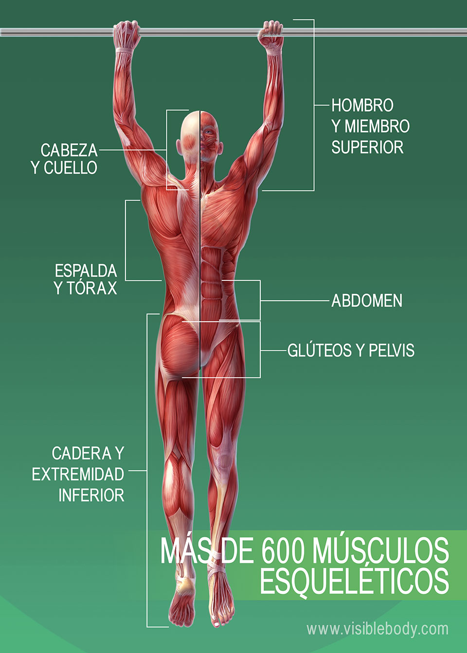 Músculos de la espalda - Anatomia I