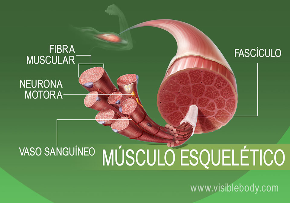 Vista expandida del tejido muscular esquelético