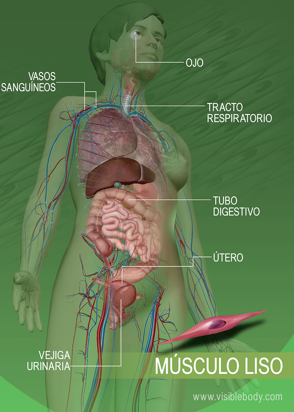 canal-caliente-dirigir-cuantos-musculos-tiene-el-cuerpo-humano-ahora