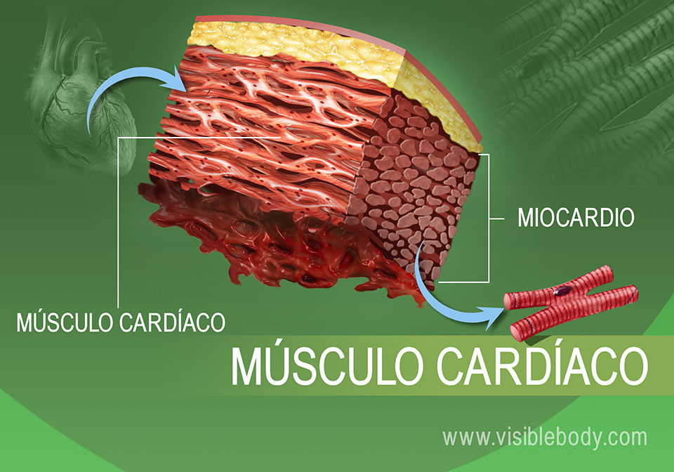 Primer plano del tejido muscular cardíaco en el cuerpo humano