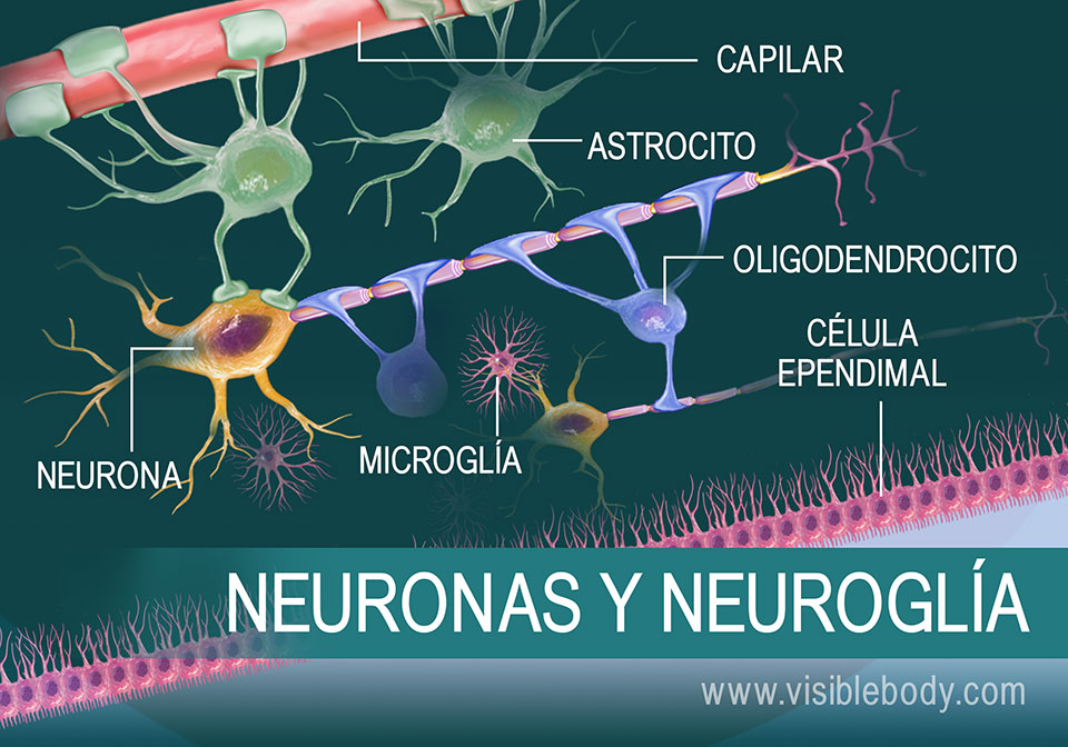 Neurons 