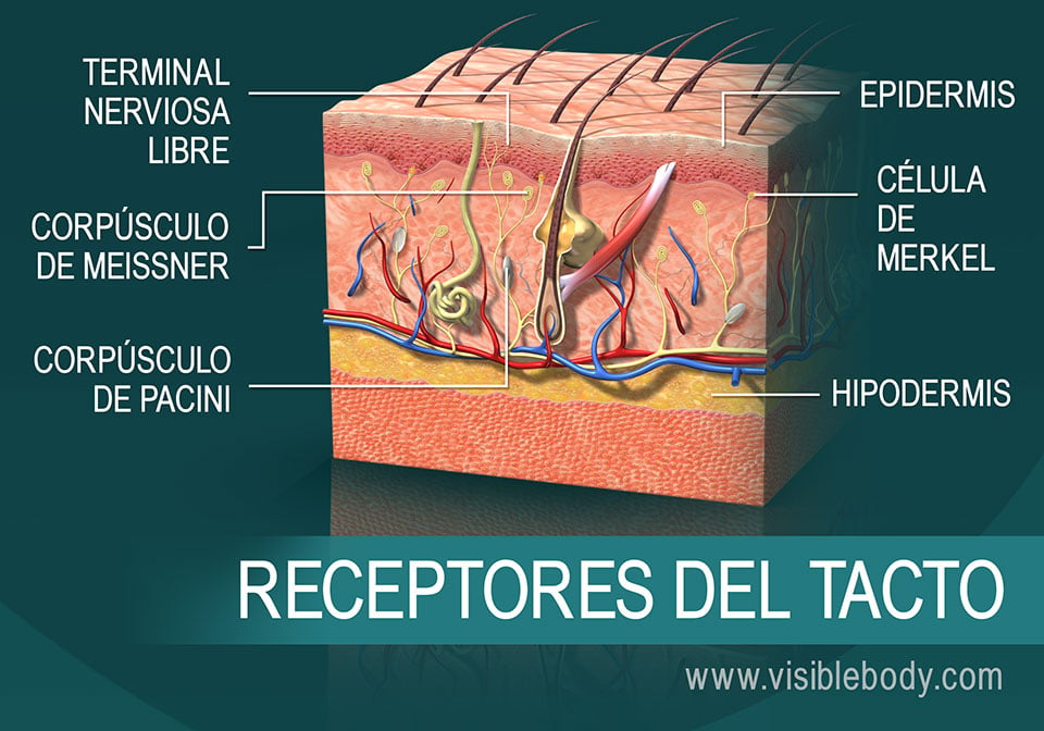 Corte transversal de la piel que muestra receptores del tacto
