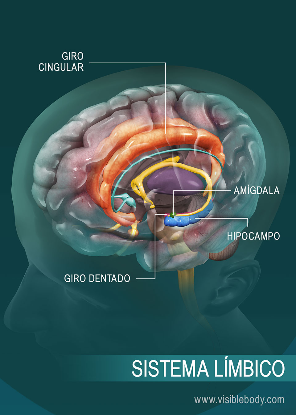 Reseña general del sistema límbico