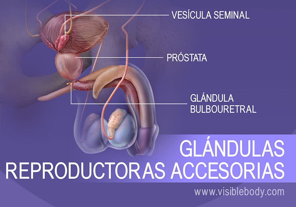 Estructuras Reproductoras Masculinas 4895