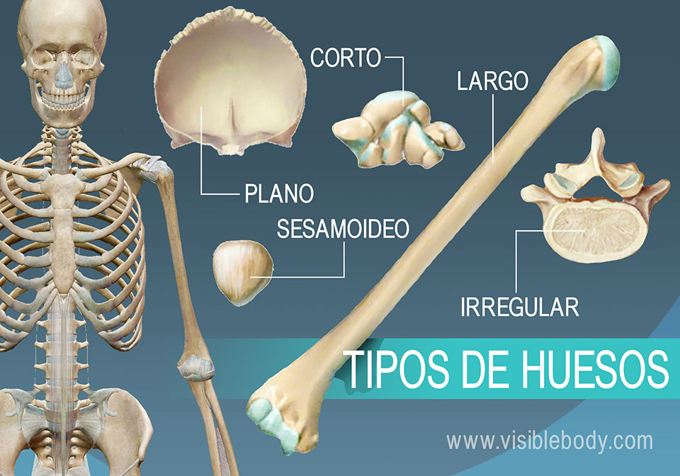 flat bones examples