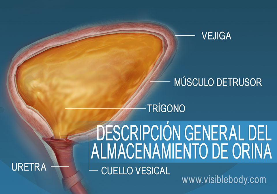 Corte transversal de la vejiga urinaria que muestra el cuello, el detrusor, el trígono y la uretra