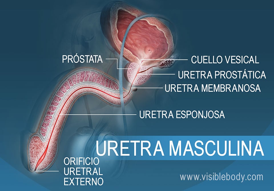 Mapa Mental Anatomia Do Sistema Reprodutor Masculino E Trato Urin Rio