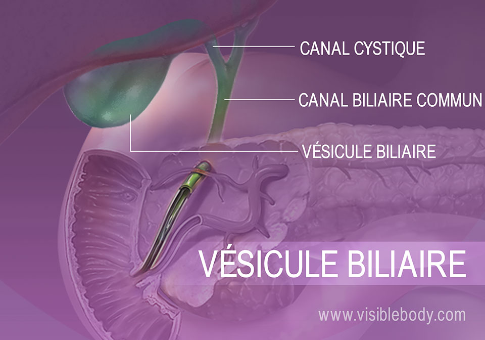 La vésicule biliaire