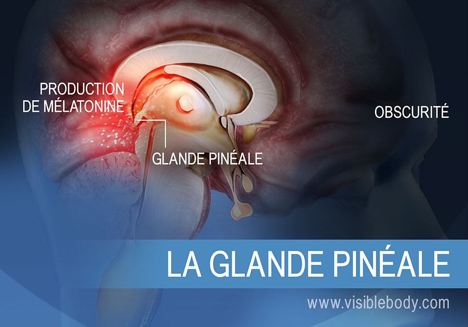 Schéma de la glande pinéale, illustrant sa production de mélatonine