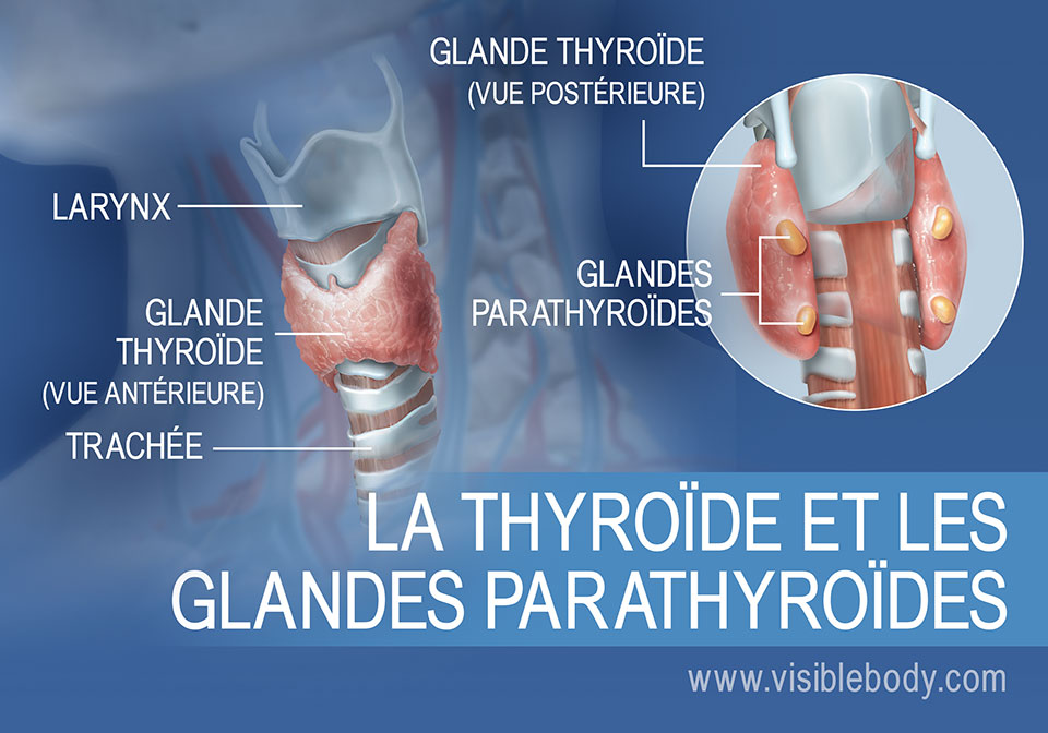 Vues antérieure et postérieure de la thyroïde et des glandes parathyroïdes, avec le larynx et la trachée