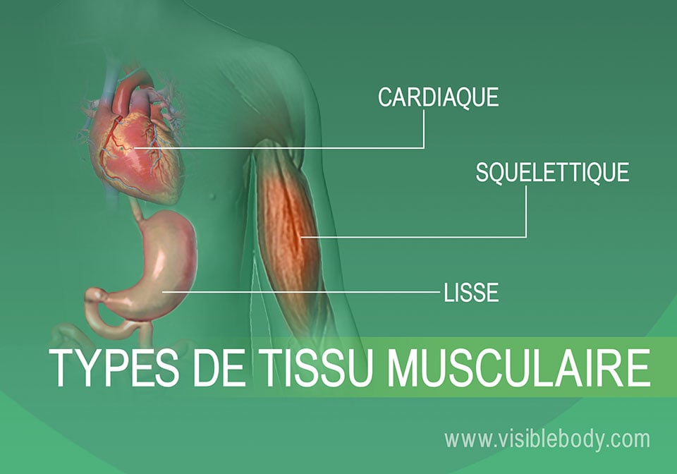 Aperçu des muscles  Apprentissage de l'anatomie musculaire