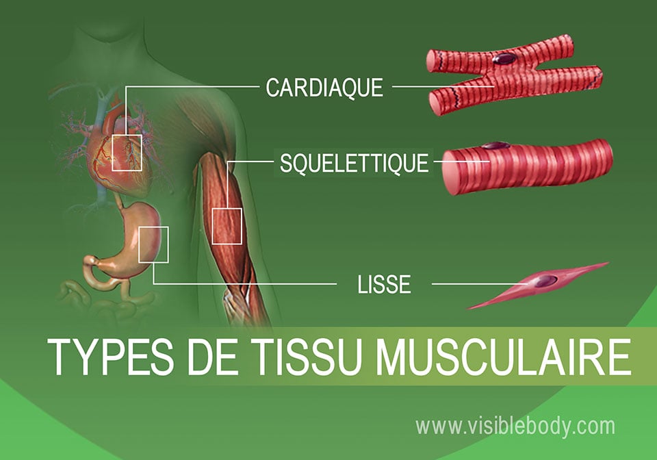 Types de muscles  Apprentissage de l'anatomie musculaire