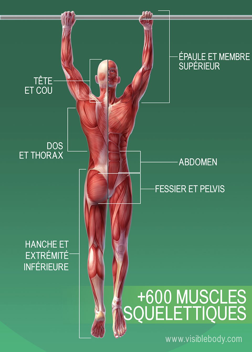 le graphique montre les muscles du corps humain avec leurs noms
