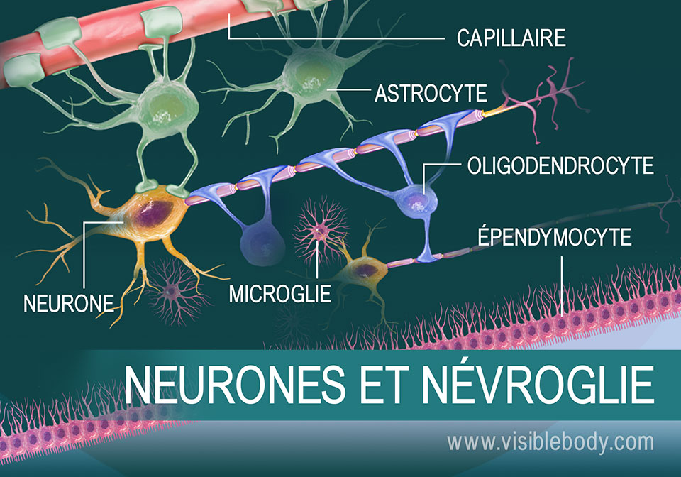 Schéma d'un neurone et de certains types de névroglie