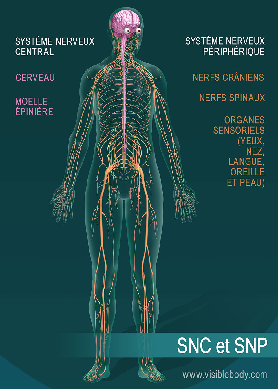 Système nerveux périphérique — Wikipédia