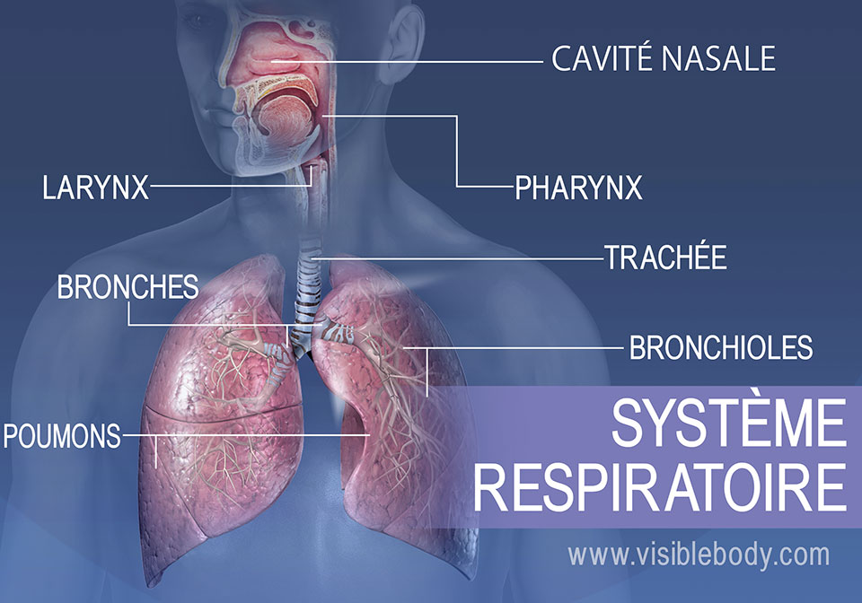 El Sistema Respiratorio Appareil Respiratoire Anatomie Du Corps The