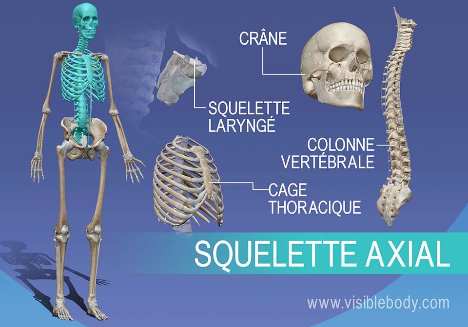Apprentissage de l'anatomie du squelette