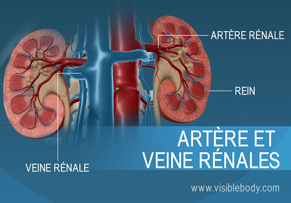 Système Urinaire Rein