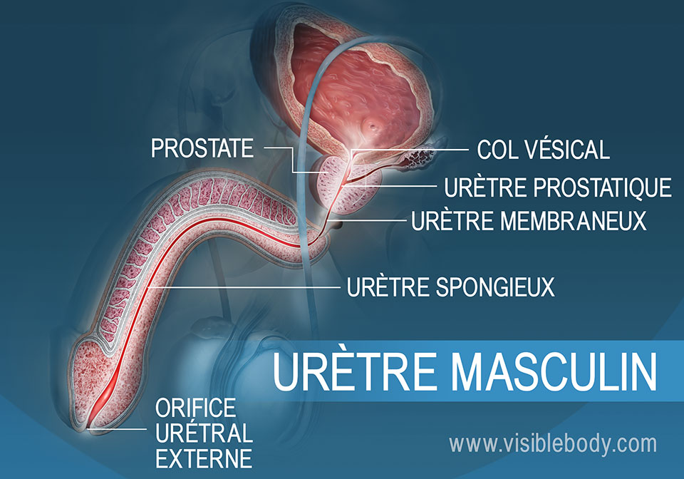 Structures du système urinaire