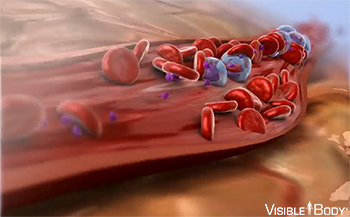 Red Blood Cell Super-Highway: Navigating the Cardiovascular System - Ask  The Scientists