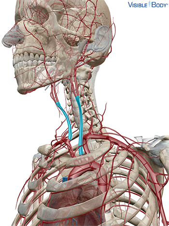 Glossary Of The Circulatory System 