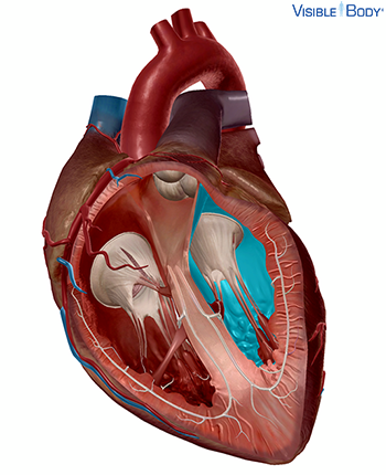 Circulatory System Valves