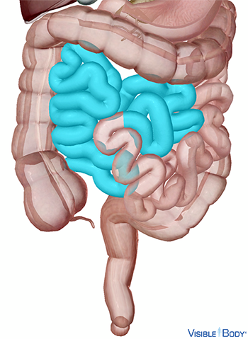 Glossary of the Digestive System | Learn Digestive Anatomy (2024)