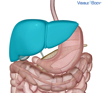 Glossary of the Digestive System | Learn Digestive Anatomy