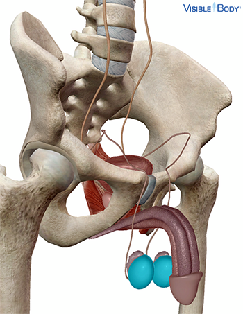 Glossary of the Endocrine System | Learn Endocrine Anatomy