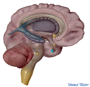 Glossary of the Endocrine System | Learn Endocrine Anatomy