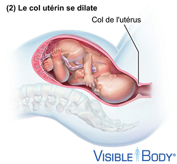 Glossaire Du Systeme Reproducteur