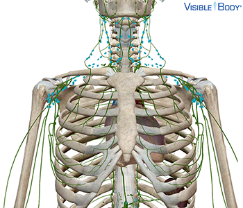 Jugular Lymph Nodes