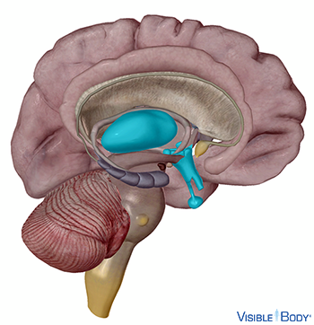 Glossary Of The Nervous System 