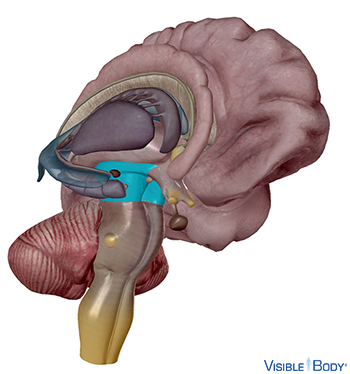 Glossary of the Nervous System | Learn Nervous Anatomy