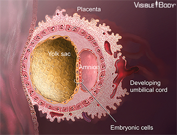 Yolk sac & amnion