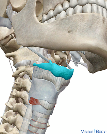 Glossary of the Respiratory System | Learn Respiratory Anatomy