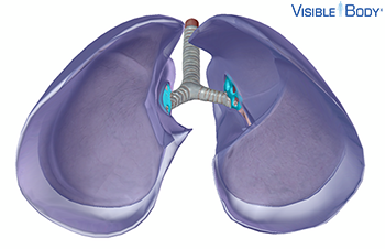 hilum of lung