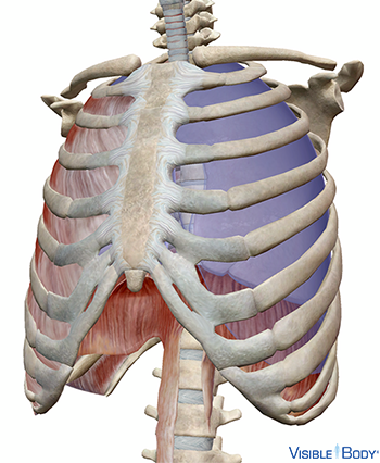 Glossary of the Respiratory System | Learn Respiratory Anatomy