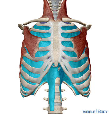 Glossary of the Respiratory System | Learn Respiratory Anatomy