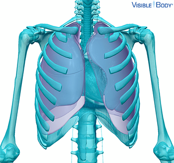 Glossary of the Respiratory System | Learn Respiratory Anatomy